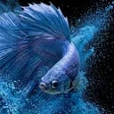 YUPO BLUE Avatar DE