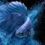 YUPO BLUE Avatar EN