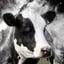 YUPO FOOD Avatar EN