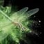 YUPO TRANSLUCENT Avatar EN